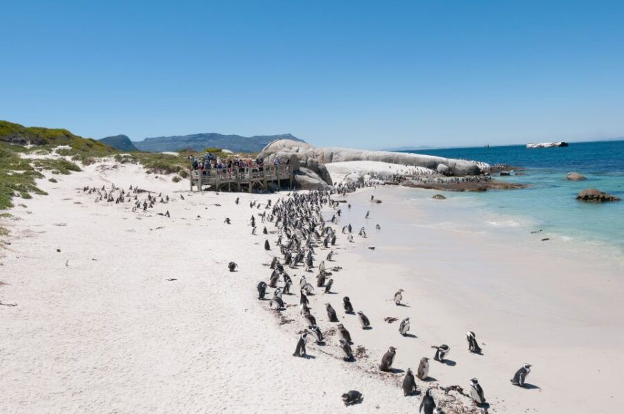 Half Day Cape Point Tour