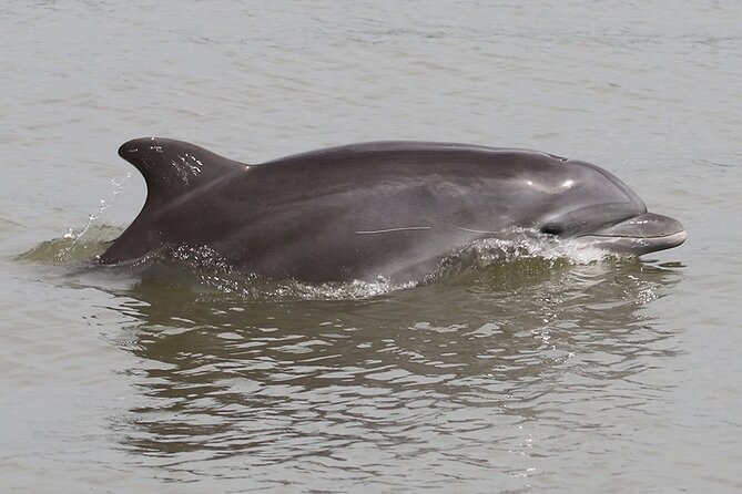 Half-Day Dolphin and Bird Watching in the Mangrove Forest of Puerto Del Morro - Good To Know