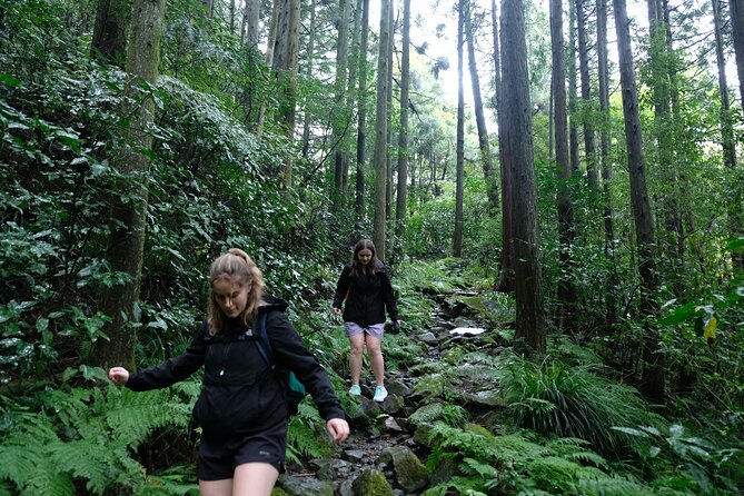 Half Day Forest Bathing in Hakone Geopark