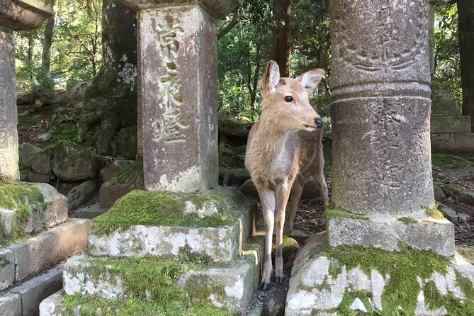 Half-Day Private Guided Tour to Nara City - Good To Know