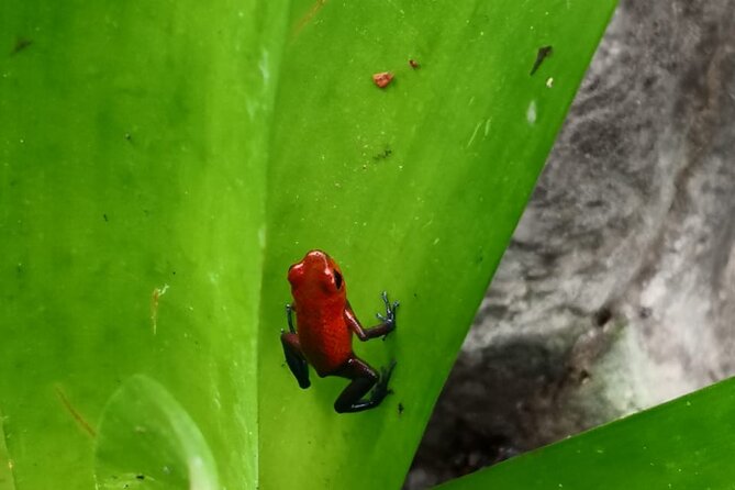 Half-Day Wildlife Hiking Tour of Cahuita National Park