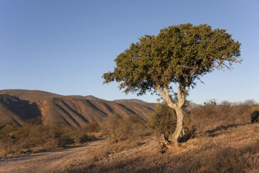 Hankey: Baviaanskloof Full-Day Guided Safari Trip With Lunch - Good To Know