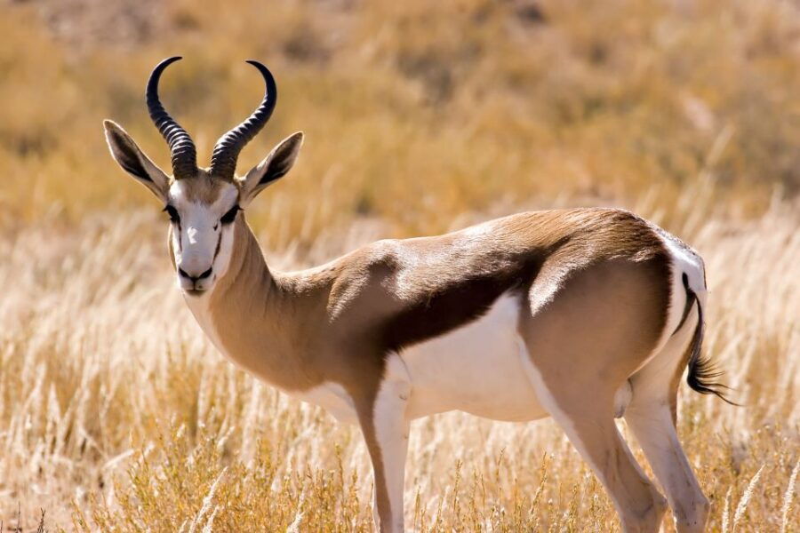5 Best Safari Tours In Hartbeespoort
