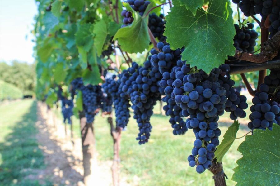 Harvest, Stomping & Tours