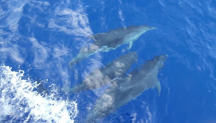 Heraklion: Dia Island Catamaran Cruise With Drinks and Lunch