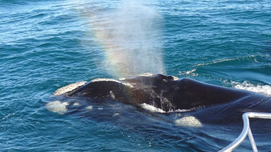 Hermanus: Boat Based Whale Watching Experience