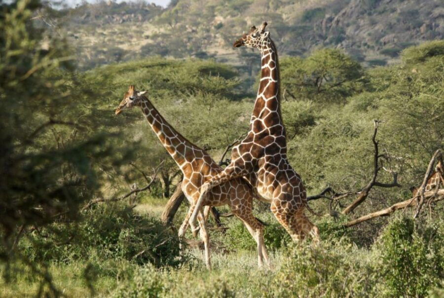 Hluhluwe Imfolozi Game Reserve Full Day Tour From Durban - Experience Highlights