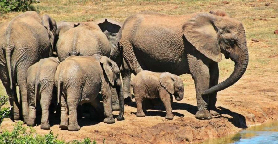 Hluhluwe & Isimangaliso Wetlands Park 3 Day Tour From Durban - Tour Details