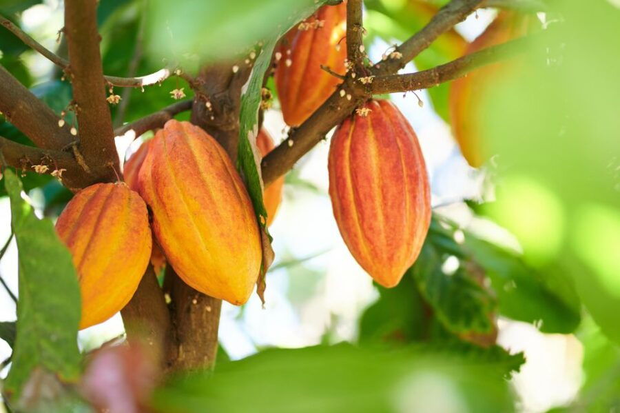 Holistic Retreat ; Cacao Cermony and Cacao Trail - Good To Know