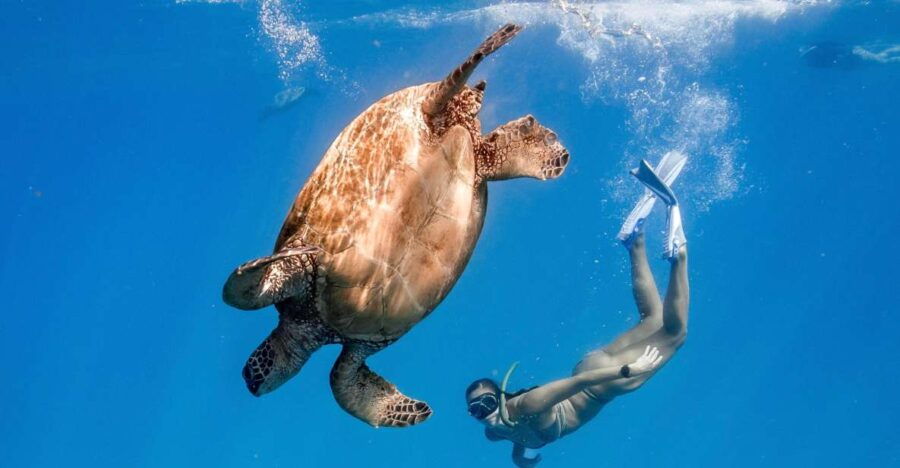Honolulu: Turtle Canyon Snorkeling Semi-Private Boat Tour