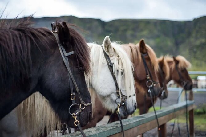 Horse Riding Tour in Reykjadalur (Smoky Valley)-All Riding Levels - Good To Know