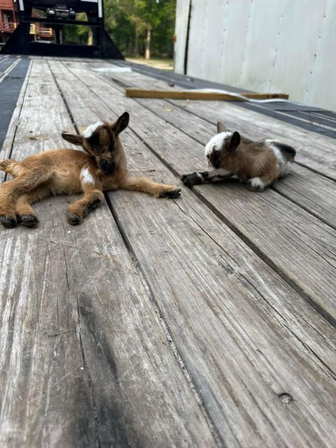 Houston: Adorable Mini Goats Experience E - Good To Know