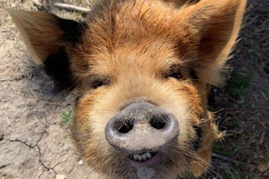 Hutto: Kunekune Pig Farm Tour