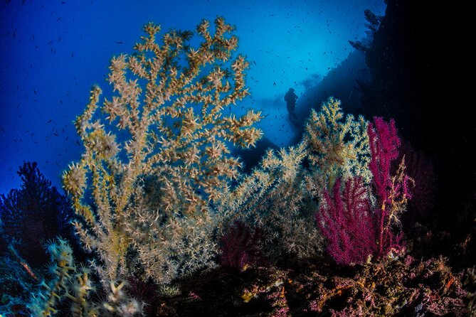 Immersion in Banco Santa Croce From Sorrento With Expert Guide - Activity Details