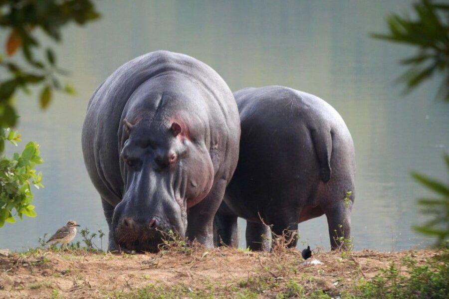 Isimangaliso Wetlands Park Full Day Tour From Durban - Booking Information