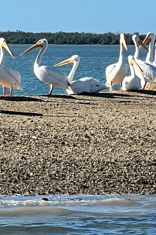 Island Paradise: Dolphin, Shelling, Birding Eco Boat Tour - Good To Know
