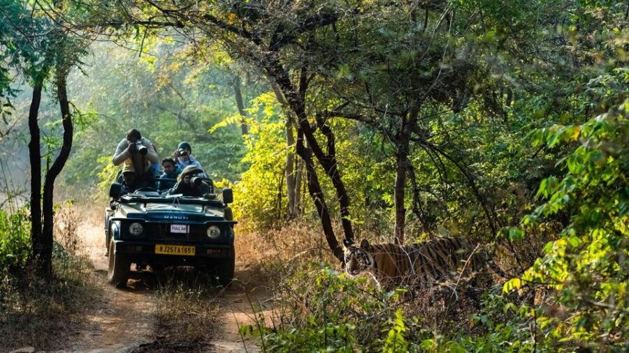 Jaipur To Ranthambhore Same Day Tour/ Tiger Safari By Car - Good To Know