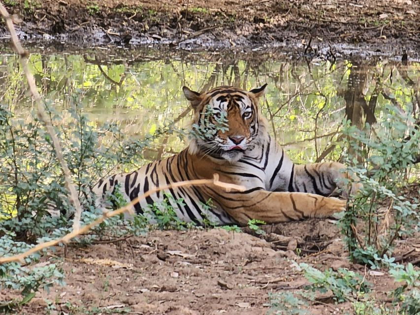 Jaipur to Ranthambore Day Trip - Full Description