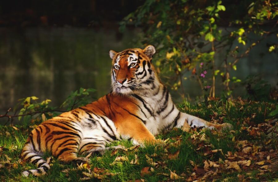 Kanha National Park: Open Jeep Tiger Safari in Kanha Kisli - Tour Details