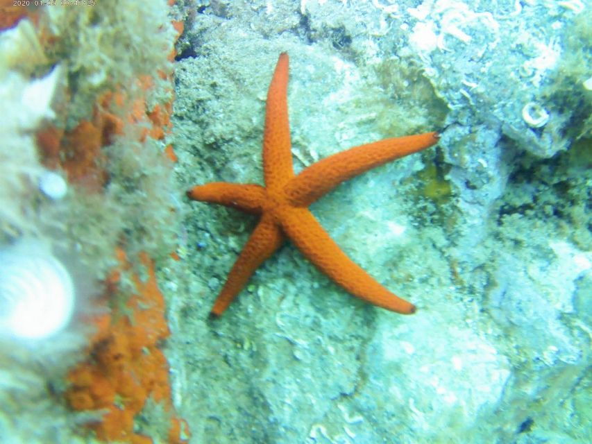 Kayak and Snorkel Tour Platja Daro - Tour Details