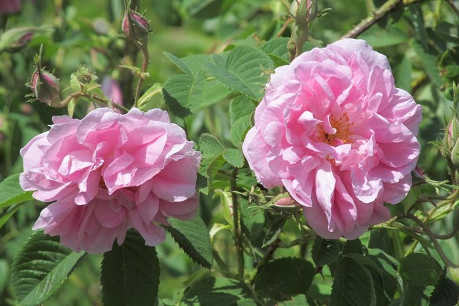 Kazanlak-Rose Valley-Valley of the Thracian Kings - Private Tour From Plovdiv