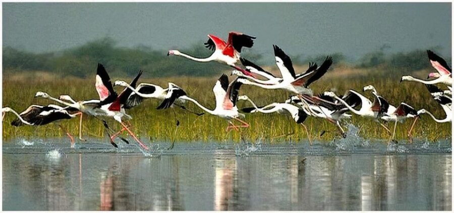 Keoladeo Bird Park Tour With One Way Transfer Jaipur to Agra - Tour Price and Duration