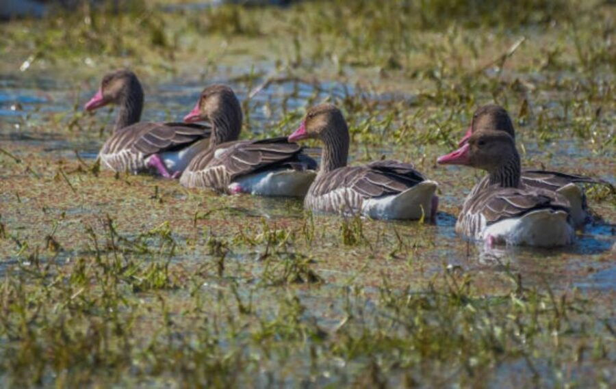 Keoladeo Bird Sanctuary Day Trip From Jaipur via Chand Baori - Activities