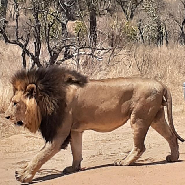 Kruger National Park Afternoon Safari