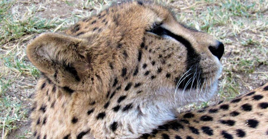 Kruger National Park Afternoon Safari