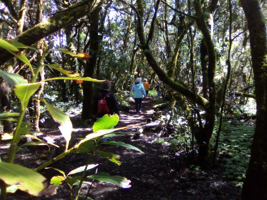 La Gomera: Garajonay National Park Forest Walk - Good To Know