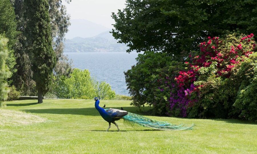 Lake Maggiore: Borromean Islands Tickets With Boat Transfer