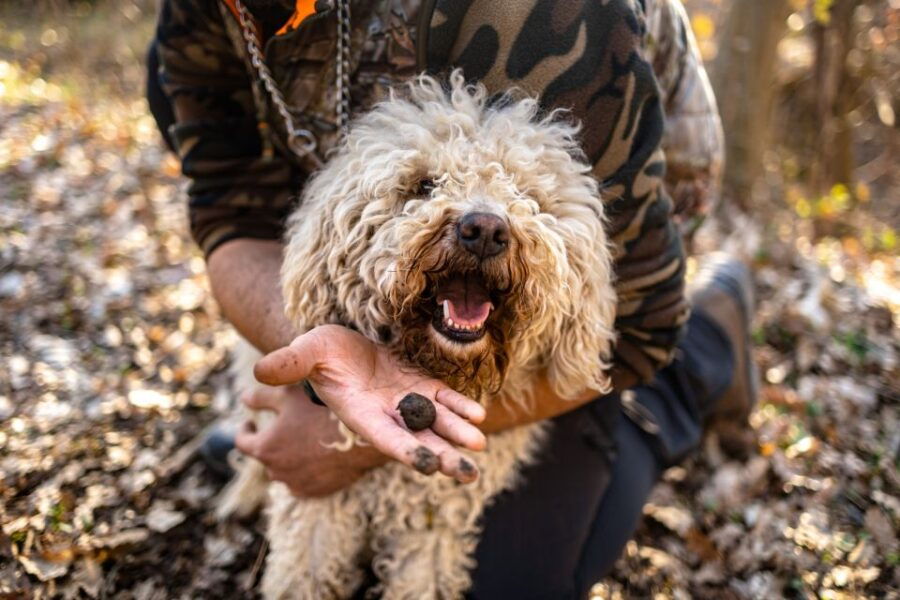 Langhe: Hunt for Truffles at Sunset With Tastings and Wine