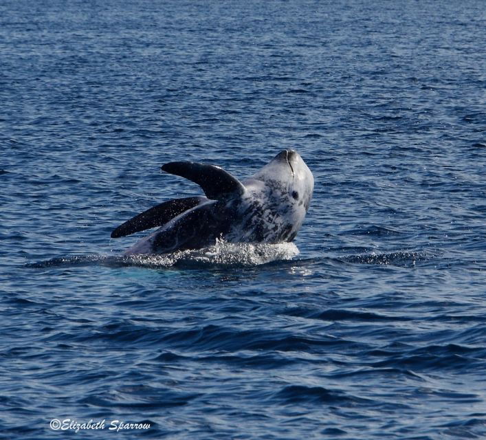 Lanzarote: Sea Safari Experience - Good To Know