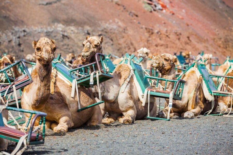 Lanzarote: Volcanoes Guided Day Trip to Timanfaya Park - Tour Details