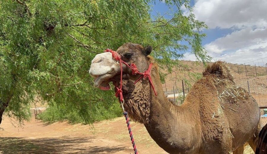 Las Vegas: Desert Camel Ride - Good To Know