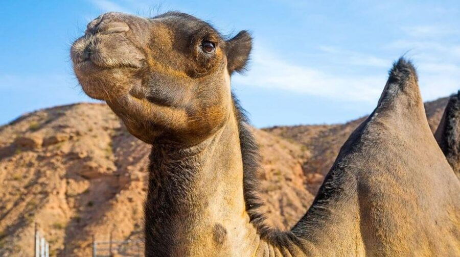Las Vegas: UTV Adventure Tour With Camel Safari Zoo