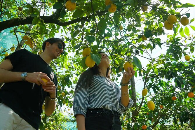 Lemon Experience in a Sorrento Farm With Harvesting and Tasting