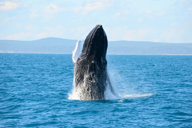 [Limited Time] From Onna Village (Maeda Fishing Port)! Whale Watching｜Completely Reserved Boat Charter Plan (4 Hour Course) - Good To Know