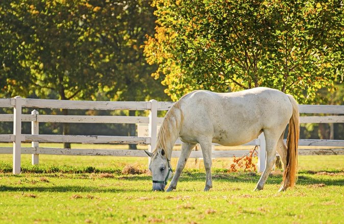 Lipica Stud Farm and Skocjan Caves From Piran or Portoroz or Izola