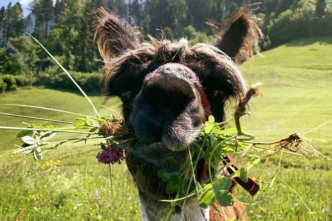 Llama Hike Through the Wonderful Liechtenstein Mountains