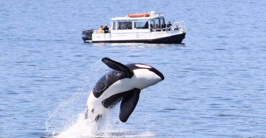 Lopez Island: Whales & Wildlife Boat Tour