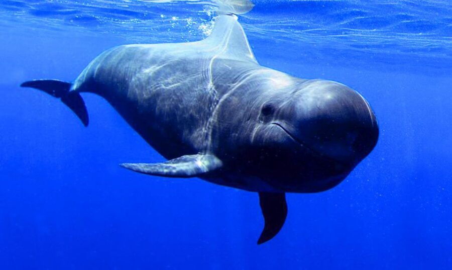 Los Gigantes: Dolphin and Whale Watching Tour With Drinks