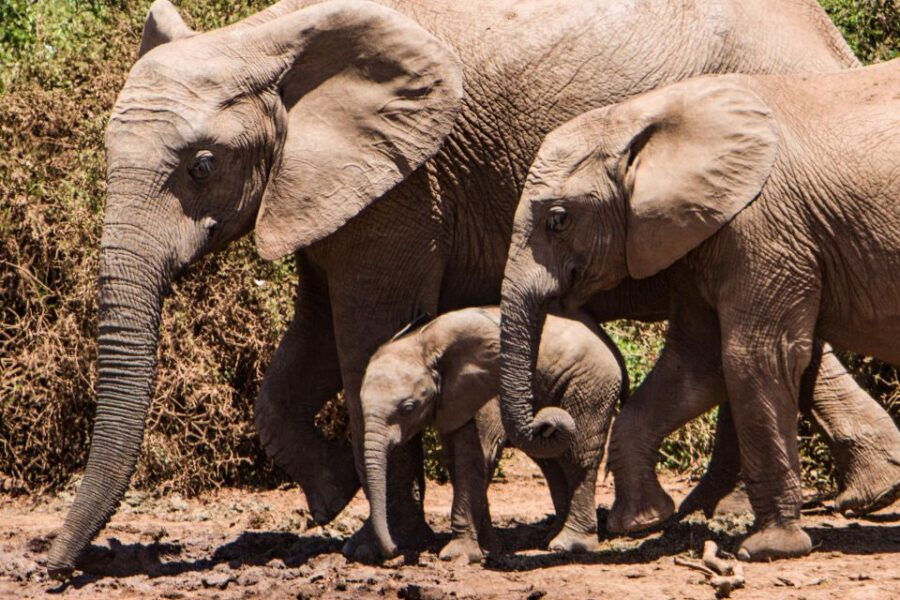 Luxury Kruger National Park: Safari & Panorama Route - Accommodation Details