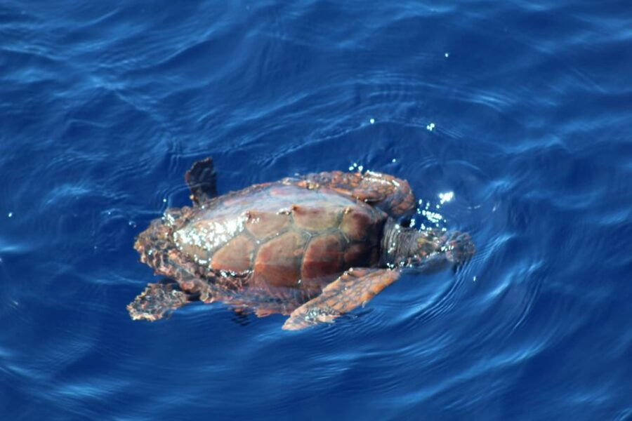 Madeira: Boat Trip With Lunch, Drinks and Snorkel - Good To Know