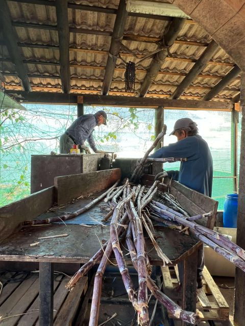 Madeira Sugar Cane Rum Tasting Experience