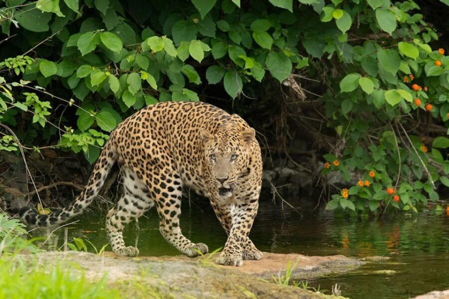 Madhya Pradesh: Kanha National Park Guided Safari Tour