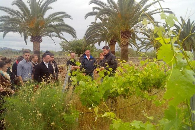 Mallorca Half Day Private Wine Tour With Wine Tasting - Good To Know