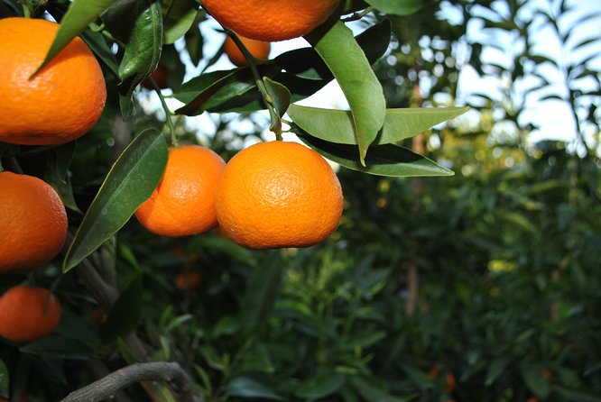 Mandarina Farming Tour With Food and Drink Tasting in Albania
