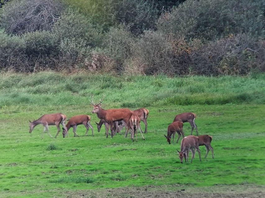 Mathaux: Experience the Roar of the Deer - Good To Know