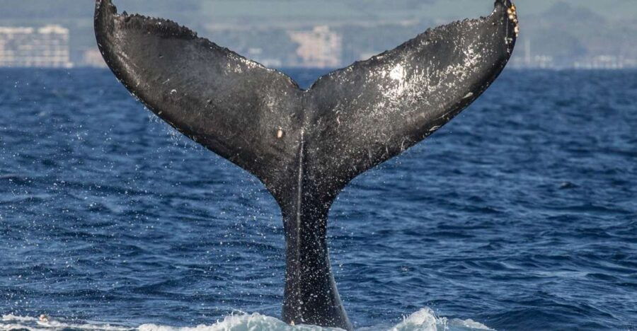 Maui: Deluxe Whale Watch Sail & Lunch From Ma`Alaea Harbor - Good To Know